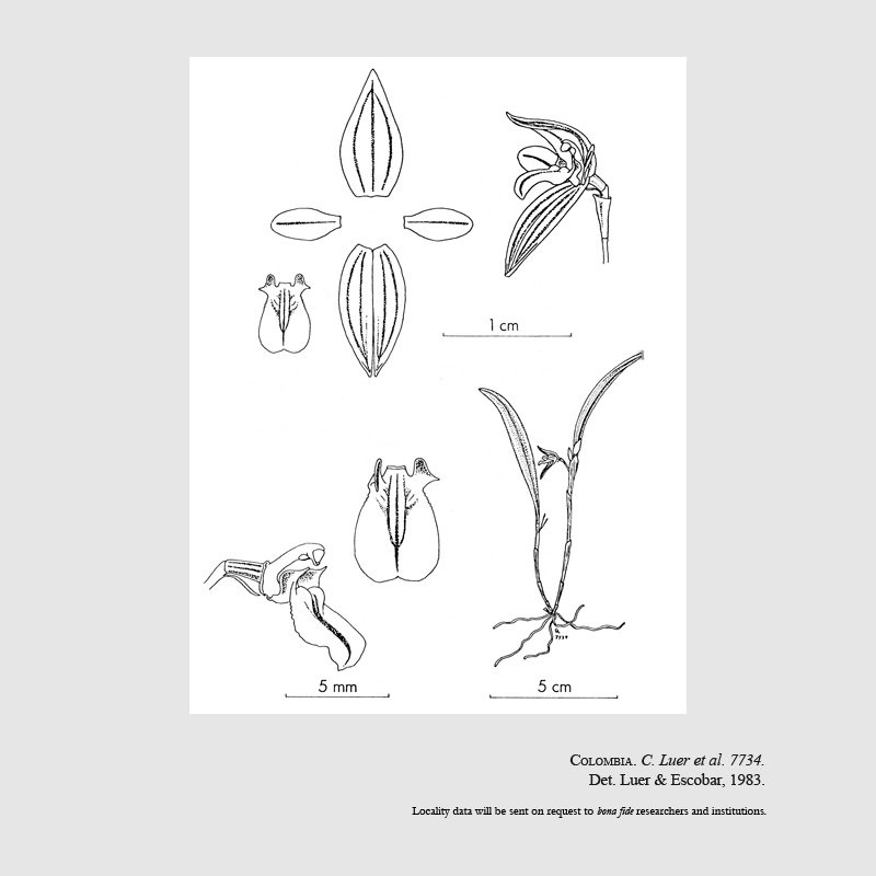 Pleurothallopsis striata